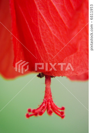  芙蓉 6811953
