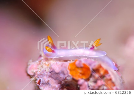 Nuushi Nuushi 6812236