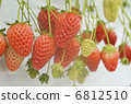 Strawberry  6812510