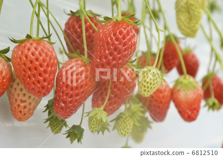 Strawberry Strawberry 6812510