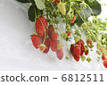 Strawberry  6812511