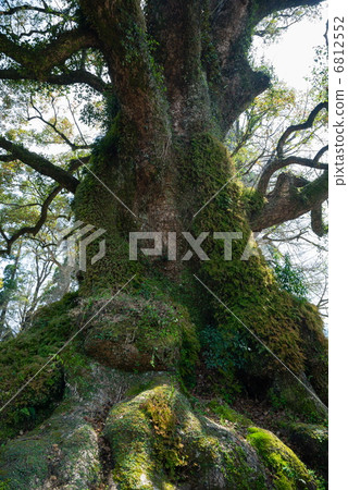 Gamo's Great Kusunoki 6812552