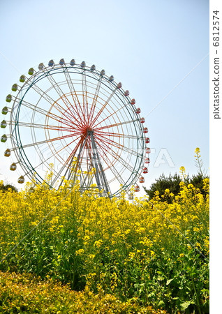 Rape flower and Ferris wheel Rape flower and Ferris wheel 6812574