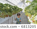 Strawberry picking 6813205