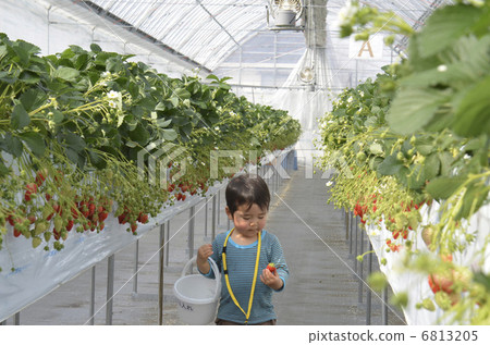 草莓採摘 草莓採摘 6813205