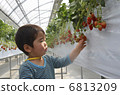 Strawberry picking 6813209