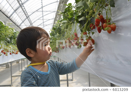 Strawberry picking Strawberry picking 6813209
