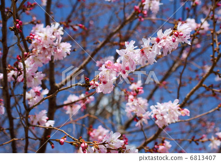 十月櫻花語言：精神李屬×subhirtella'Runningalis' 6813407