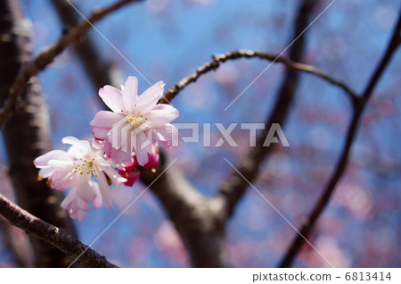 十月櫻花語言：精神李屬×subhirtella'Runningalis' 6813414