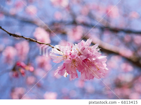 October cherry flower language: spirit Prunus × subhirtella 'Autumnalis' 6813415