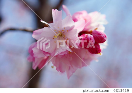 十月櫻花語言：精神李屬×subhirtella'Runningalis' 6813419