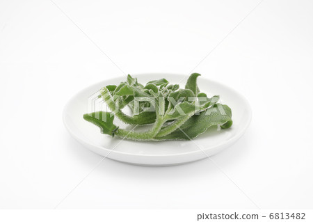 Ice plant 6813482