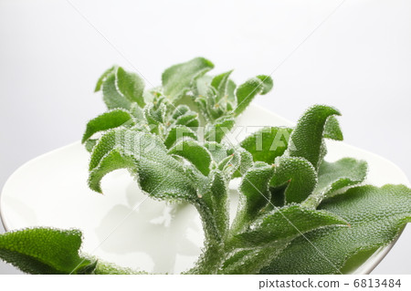 Ice plant Ice plant 6813484