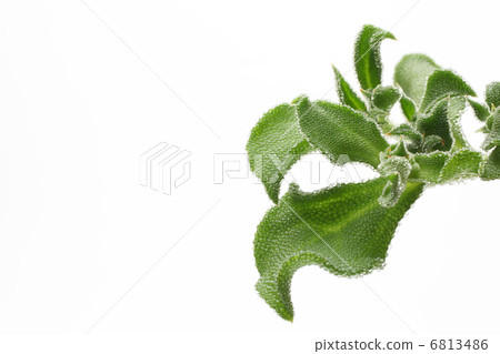 冰廠 冰廠 6813486