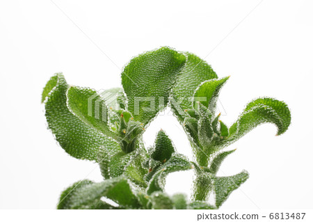 Ice plant 6813487
