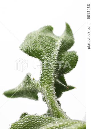 冰廠 冰廠 6813488