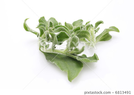 Ice plant Ice plant 6813491