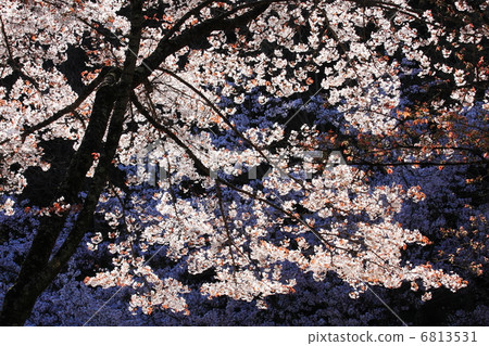 野生烏鴉 野生烏鴉 6813531