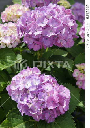 繡球 6813665
