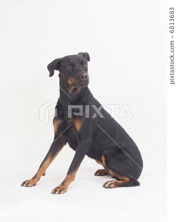 坐在羅威納犬 坐在羅威納犬 6813683