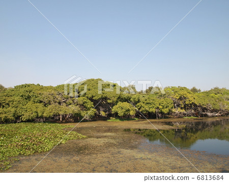 Thai Pimarly sign Gum Park 6813684