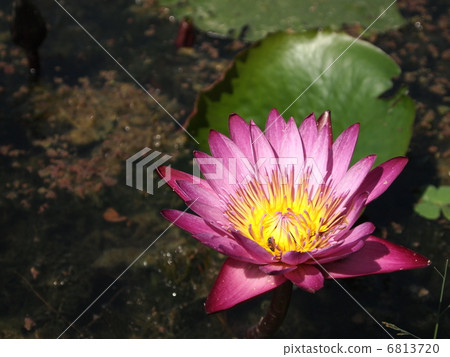 睡蓮紫色 6813720