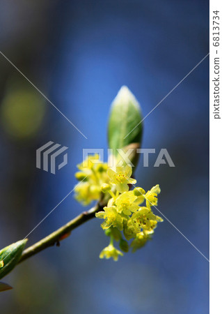 High bowls Silomji that blooms at the foot of the mountain 6813734