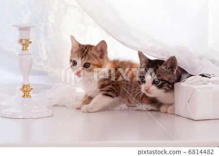 Kitten of the window side 6814482