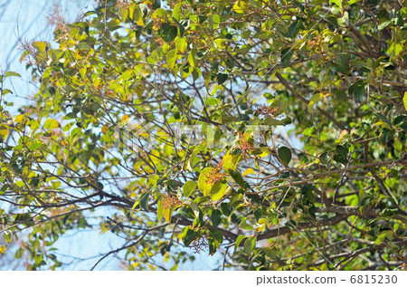Tree · Forsytid moth family 6815230