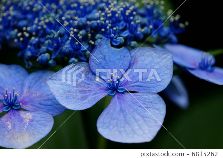 Calyxian hydrangea blue one color Calyxian hydrangea blue one color 6815262