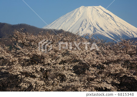 櫻花和富士山 6815348