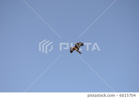 Komonchi flying over the sky Komonchi flying over the sky 6815704