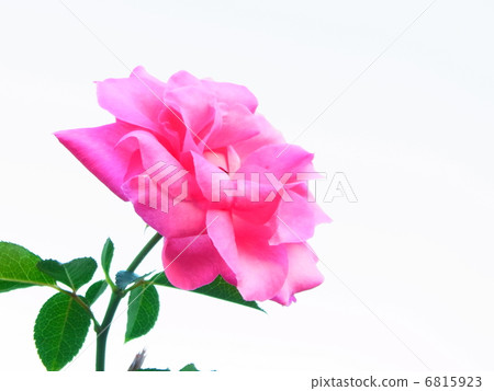 The rose in full bloom 6815923