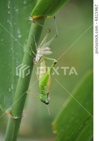 蠶豆的蛻皮 6815967