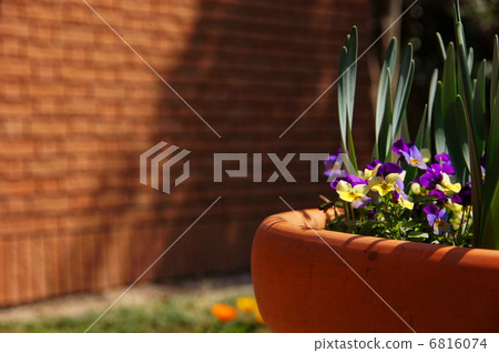 March flower viola · violet family 64 6816074
