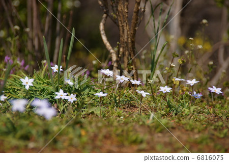 March flower Hananila · Lily Hill 33 6816075