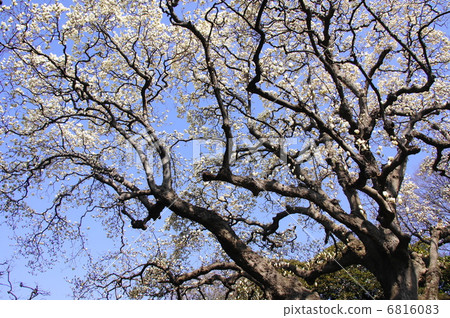 March flowers Hakkkuren and Magnoliaceae 96 6816083