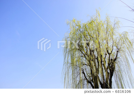 March March Shidareyanagi / willow family 22 March March Shidareyanagi / willow family 22 6816106