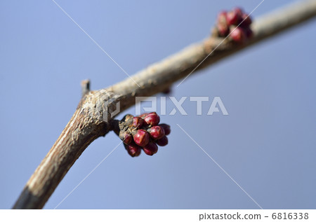 Flower buds of Hanazu Ou (March) Flower buds of Hanazu Ou (March) 6816338
