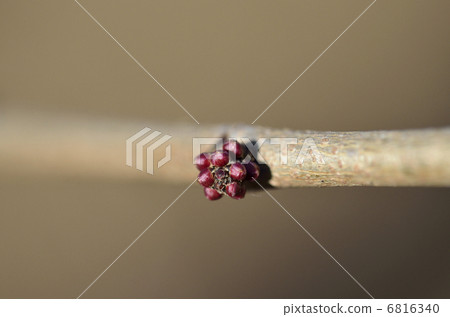 Flower buds of Hanazu Ou (March) Flower buds of Hanazu Ou (March) 6816340