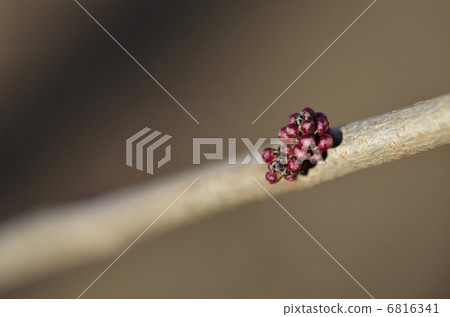 Flower buds of Hanazu Ou (March) 6816341