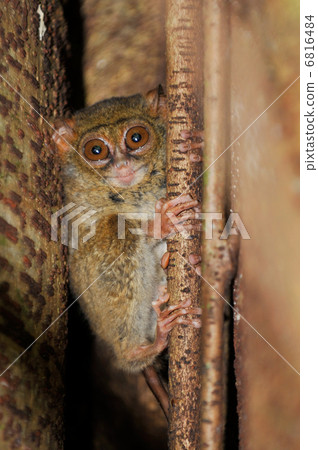 Tarsier, the smallest primate, Tangkoko, Sulawesi.Tarsier, the s Tarsier, the smallest primate, Tangkoko, Sulawesi.Tarsier, the s 6816484