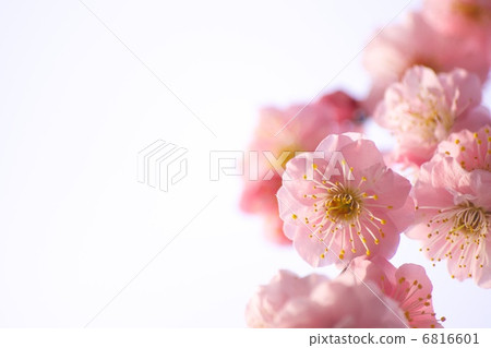 小白 6816601