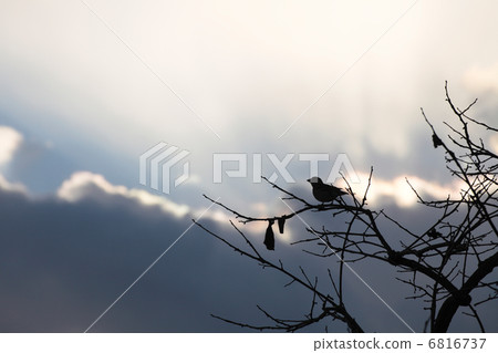 Waiting bird in the cold sky 6816737