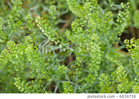 Midori Heart 6816738