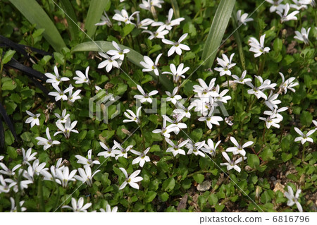 Maruba Hatake Musiro 6816796