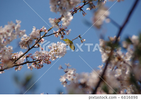 Sakura and Mejiro Sakura and Mejiro 6816898