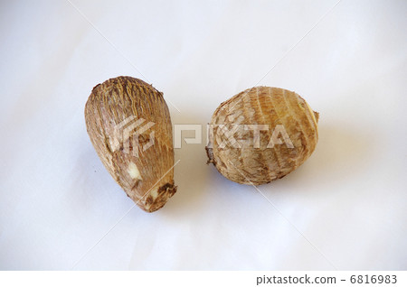 Taro 6816983