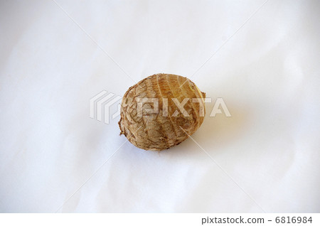 Taro Taro 6816984