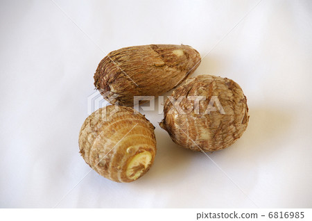 Taro Taro 6816985